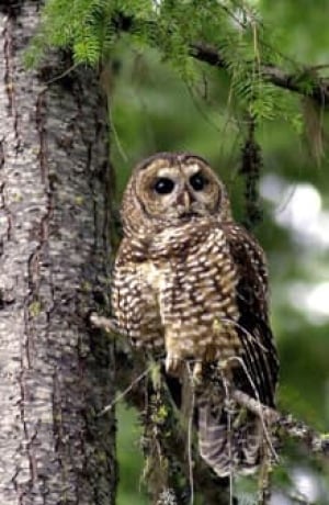 sm-220-spotted-owl-7038737