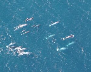 mi-narwhals-yay