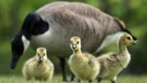 si-canada-goose-852