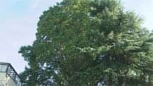 mi-bc-111014-legg-mansion-tree