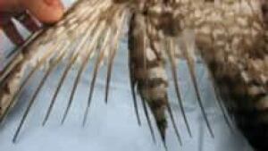 si-feathers220