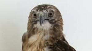 si-hawk