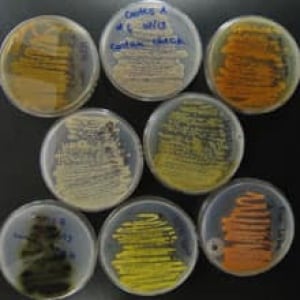 sm-220-bacteria