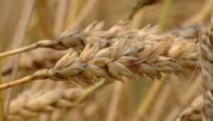 li-300-wheat-closeup