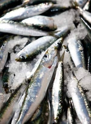 mi-sardines-fishing-300-rtr2ietu