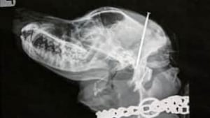 in-dog-nail