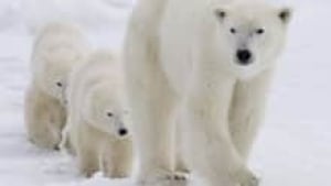 si-polar-bears-cp-00127150