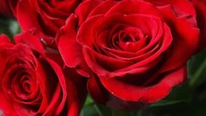 w-rose-romance-cp-6228627