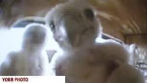 wpg-peregrine-chick-ugc-winnipeg-ggmarnie