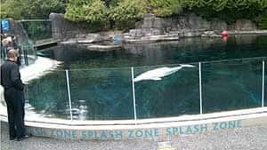 mi-bc-110916-beluga-pool-vancouver
