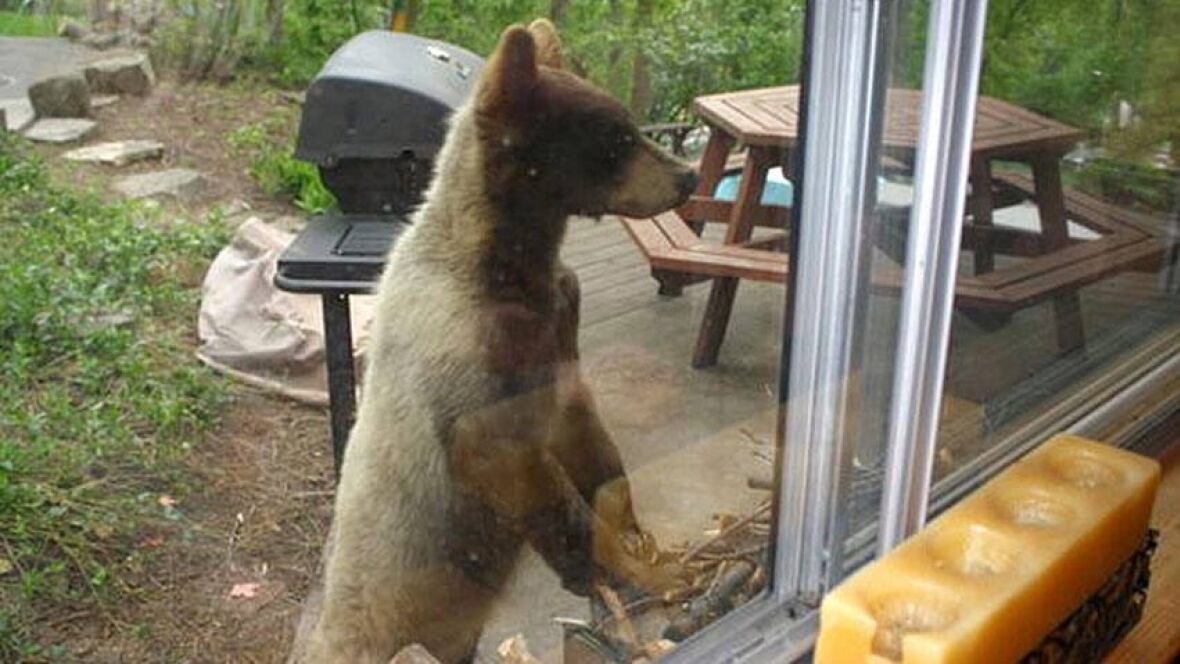 Bears shot for breaking into cabins Manitoba CBC News