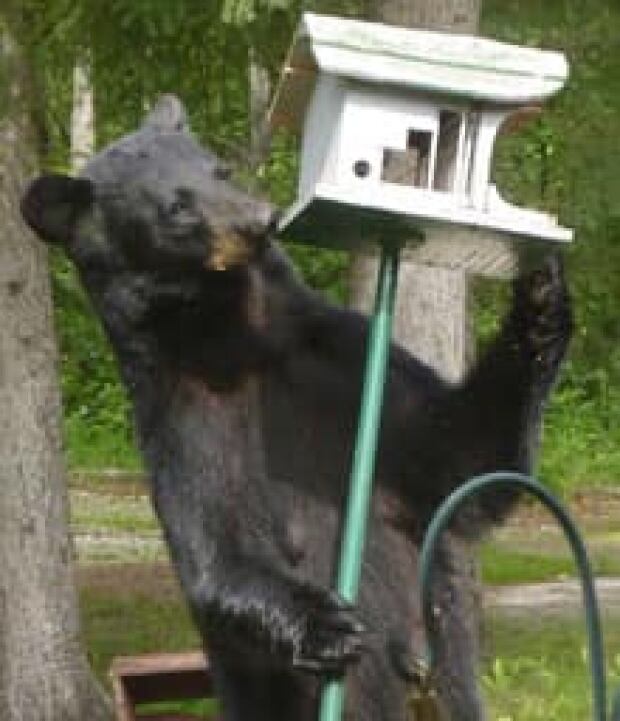 Bears shot for breaking into cabins Manitoba CBC News