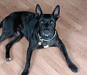 pe-si-shot-dog-cujo-220