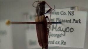 ns-mi-brown-spruce-longhorn