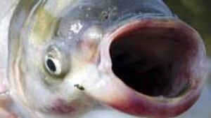 asian-carp-cp-7672588
