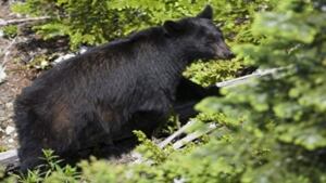 hi-bear-cp-6942079