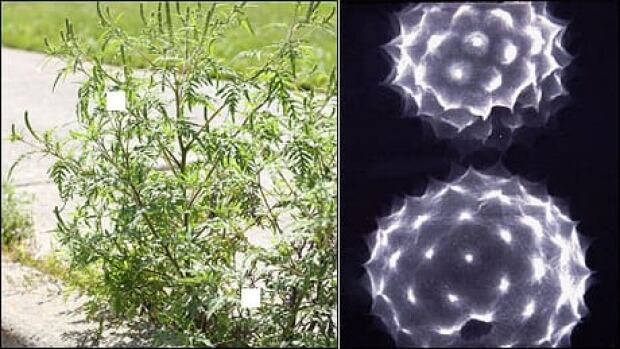 ragweed-2-up