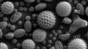 li-pollen