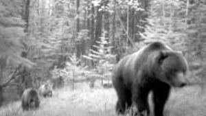 tp-cgy-grizzly-killed