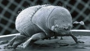 si-pine-beetle-220-reuters