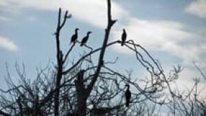 si-cormorants-220-cp