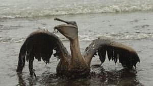 300-pelican-oil-cp