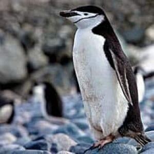 sm-chinstrap-penguin-220-istock