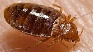 hi-bedbugs-852-4col