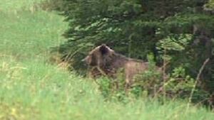 tp-cgygrizzly-bear
