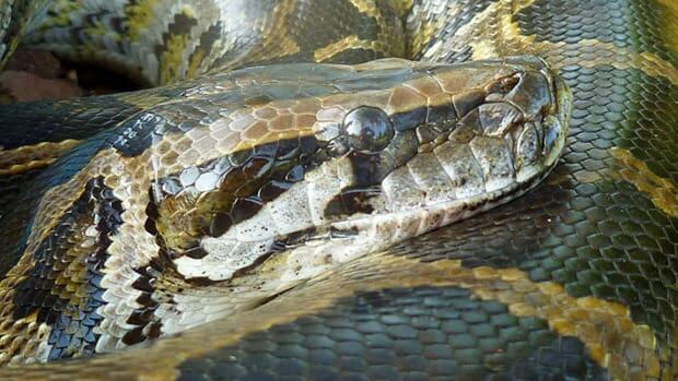 Kitchener's Burmese python mystery comes to an end: Snake is at home ...