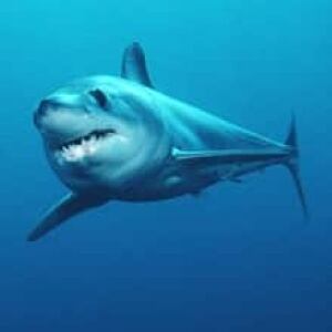 sm-220-mako-sharks