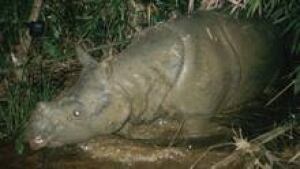 sm-220-javan-rhino-01500353
