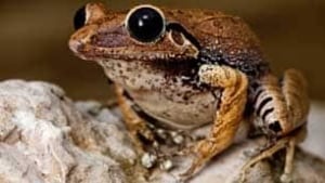 tp-macaya-burrowing-frog-rmoore
