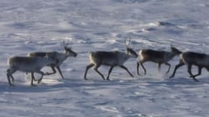 tp-caribou-herd-hunt