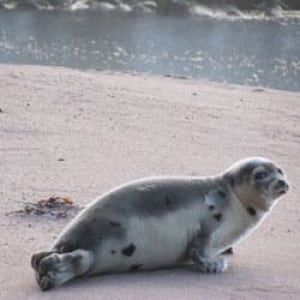 nl-beached-seal3