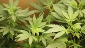 sk-marijuana-cp-7517239