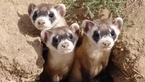mi-black-footed-ferret09062