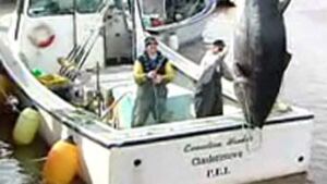 pei-tuna-852