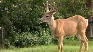 bc-100714-cranbrook-deer