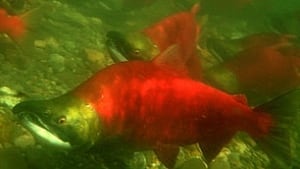 tp-110113-sockeye-salmon2-kmiller-dfo