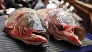 tp-asian-carp-cp-8092572