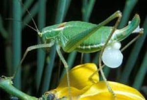 sm-220-katydid-mccartney