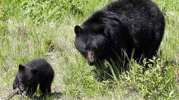 Radio Canada Cote Nord >> Nova Scotia spring bear hunt could reduce nuisance bears ... Radio Canada Cote Nord >> Nova Scotia spring bear hunt could reduce nuisance bears ...