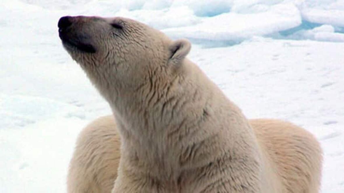 Inuit debate polar bear quota North CBC News
