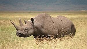 sm-300-eastern-black-rhino-richard-elmslie-iucn