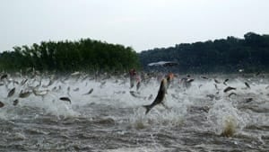 si-asiancarp-300-cp8925566