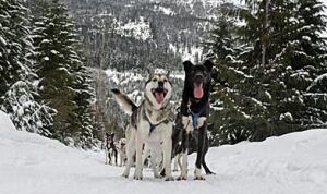 sled-dogs-392-00093527