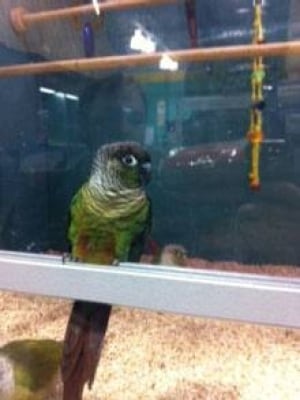 si-bird
