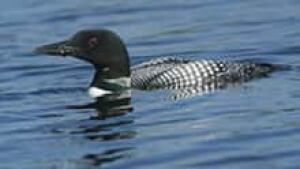 nb-si-loon