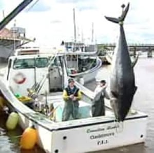 pei-tuna